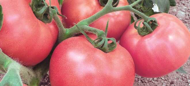Томат “Розовое чудо”: описание сорта, фото, отзывы