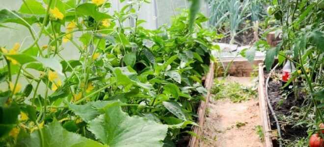 Можно ли в теплице сажать и огурцы и помидоры: особенности, совместимость