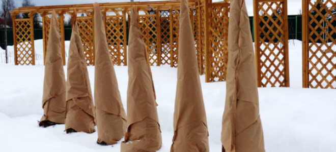 Как утеплить деревья на зиму