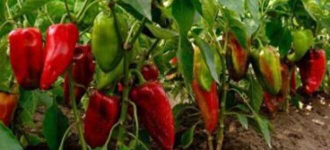 Как посадить и вырастить перец в теплице из поликарбоната