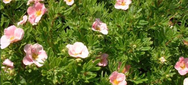 Размножение лапчатки кустарниковой черенками – обрезка осенью