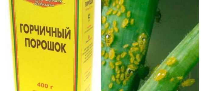 Уксус и горчица от тли: что поможет избавиться от вредителей
