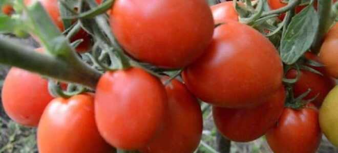 Томат “Земляк”: характеристика и описание сорта; отзывы и фото тех, кто сажал