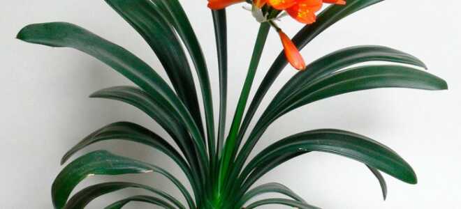 Кливия: описание, фото, размножение и уход в домашних условиях