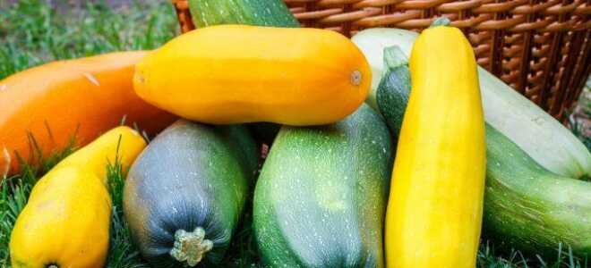 Как хранить кабачки зимой в домашних условиях