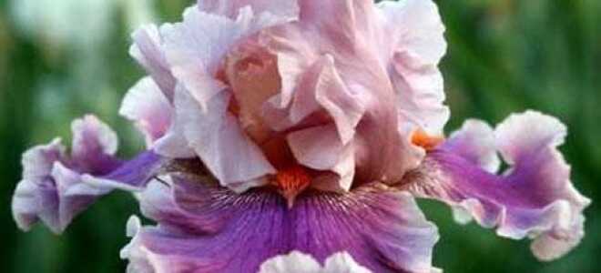 Как правильно посадить ирисы и ухаживать за ними