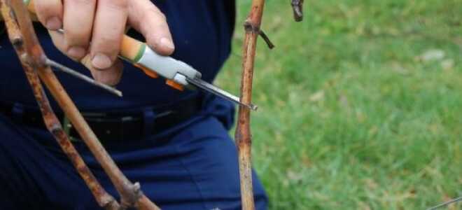 Как правильно обрезать виноград осенью: инструкция и видео для начинающих