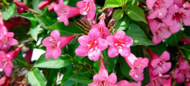 Вейгела: описание, сорта с фото, посадка и уход