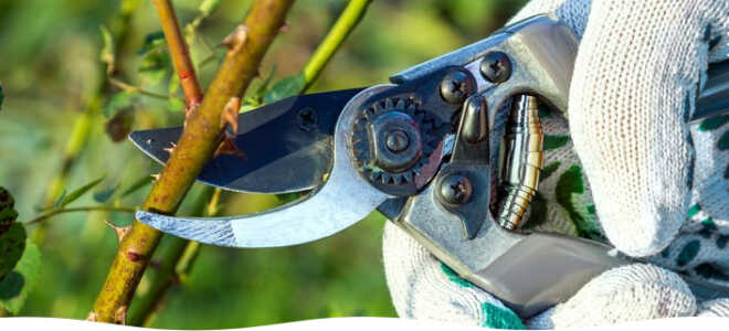 Обрезка кустарников осенью: пошаговая инструкция + видео