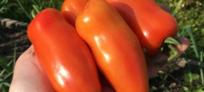 Томат “Жигало”: описание сорта, отзывы, фото