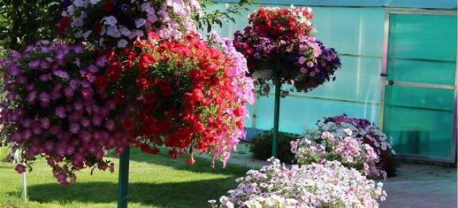 Петуния Тумбелина: описание, фото, посадка и уход