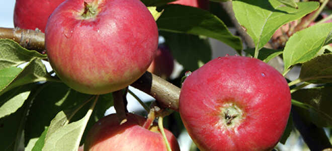 Яблоня “Серебряное копытце”: описание сорта, посадка и уход + фото и отзывы