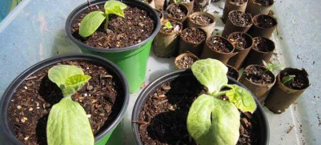 Почему желтеют листья у рассады огурцов и что делать