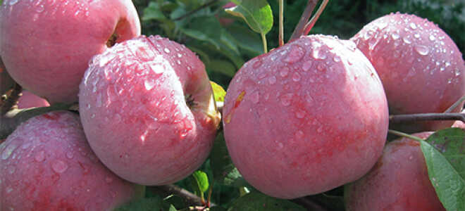 Яблоня “Ветеран”: описание сорта, фото, отзывы