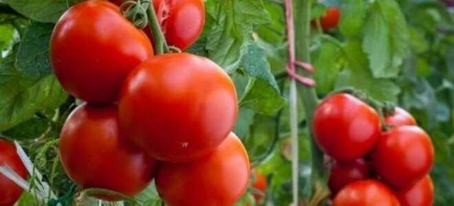 Томат “Кострома”: характеристика и описание сорта, фото, отзывы