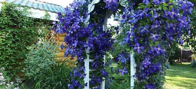 Клематисы – посадка и уход в открытом грунте