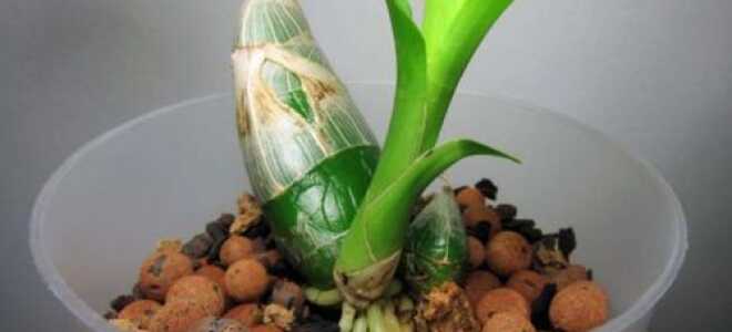 Как и где растут орхидеи в природе + фото