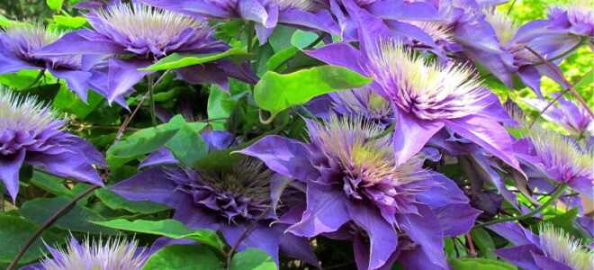 Клематис Мульти Блю: описание, фото, посадка и уход в открытом грунте