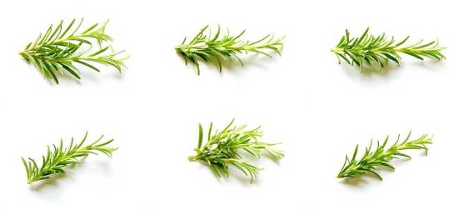 Розмарин – описание, выращивание, виды, сорта, уход, где растет, фото