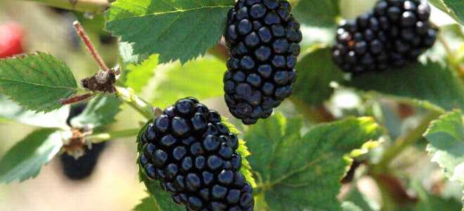 Ежевика “Натчез”: описание сорта, фото, отзывы