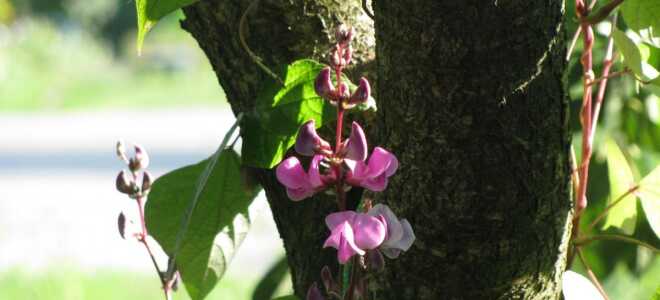 Декоративная фасоль вьющаяся: посадка и уход, виды и фото