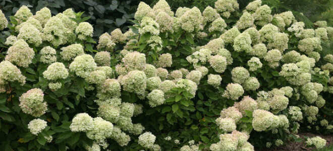 Гортензия “Литл лайм”: описание и фото