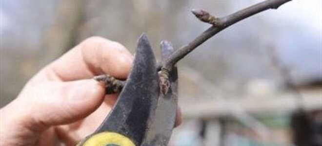 Как правильно обрезать плодовые деревья и когда это лучше делать
