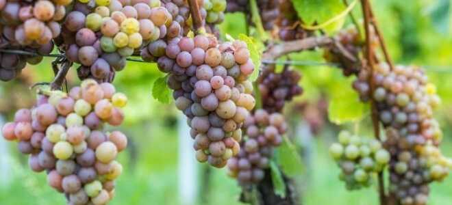 Виноград “Кишмиш”: кишмишные сорта с описанием и фото