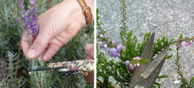 Вереск: посадка и уход в открытом грунте