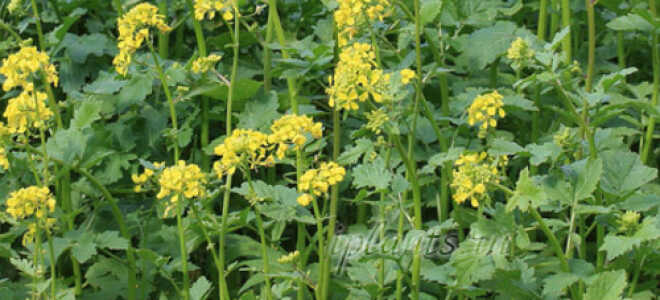 Когда сеять и перекапывать горчицу как сидерат