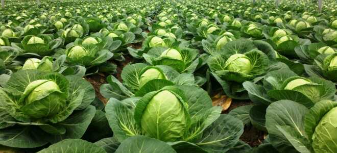 Когда срезать и убирать капусту на хранение