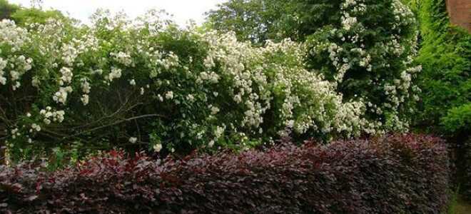 Многолетние кустарники для живой изгороди на даче