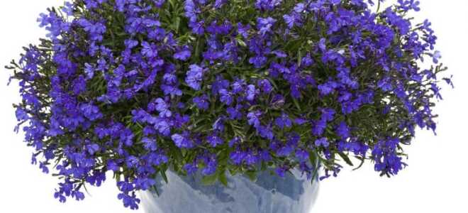 Лобелия многолетняя: сорта, посадка и уход за цветком + фото