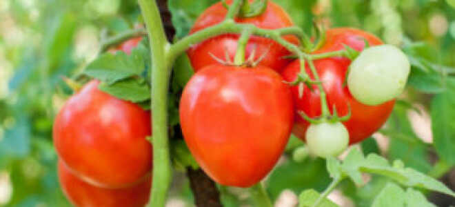Томат “Лентяйка”: описание сорта, отзывы и фото тех, кто сажал