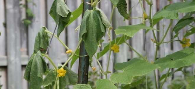 Почему вянут огурцы в теплице и что делать