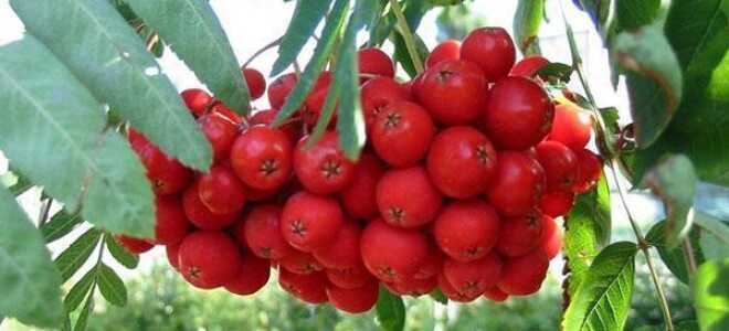 Рябина обыкновенная: описание сорта и уход, цветение, способы размножения + фото