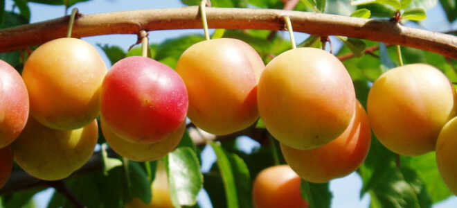 Алыча – описание, выращивание, виды, сорта, уход, где растет, фото