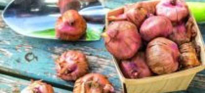 Как посадить гладиолусы луковицами