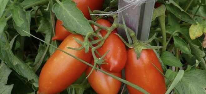 Томат “Дамский угодник”: описание, фото, отзывы