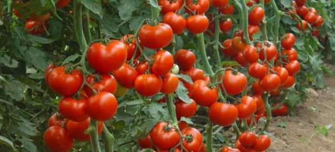 Томат “Красная шапочка”: характеристика и описание сорта, отзывы с фото
