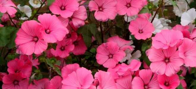 Лаватера многолетняя: посадка и уход в открытом грунте + фото