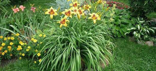 Лилейник: описание, фото, посадка и уход