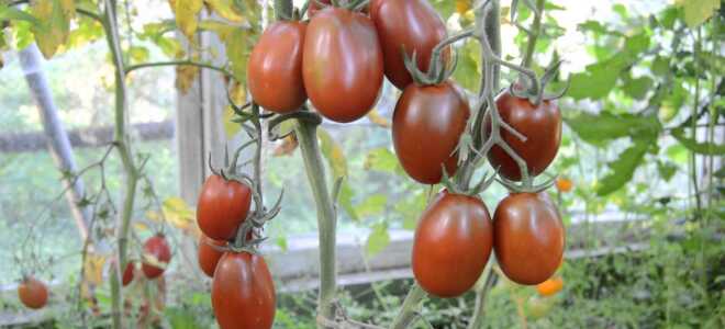 Томаты «Черный мавр»: описание сорта, отзывы, характеристики