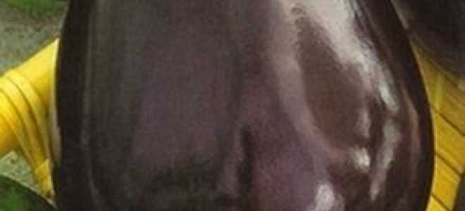 Баклажан “Щелкунчик”: описание, отзывы, фото