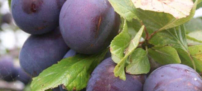 Слива “Президент”: описание сорта, фото, отзывы