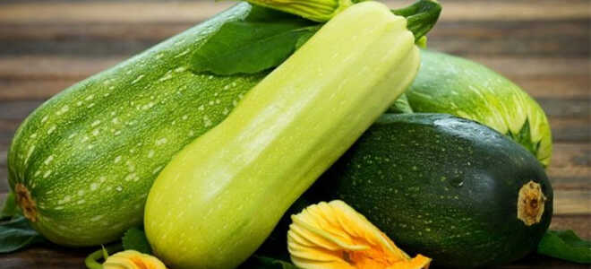 Сорта кабачков с фото и названиями