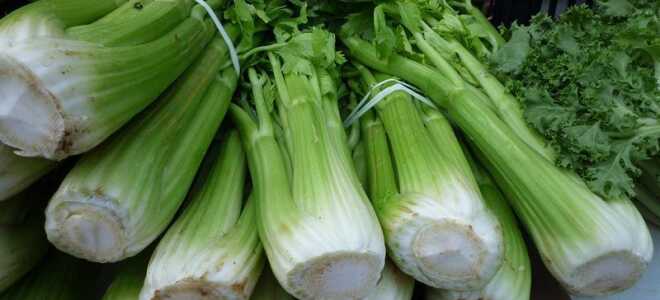 Сельдерей: посадка, выращивание и уход в открытом грунте