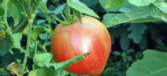 Томат Розовый спам: описание, фото, отзывы