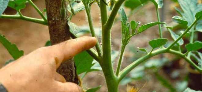 Пасынкование помидор в открытом грунте: схема + инструкция