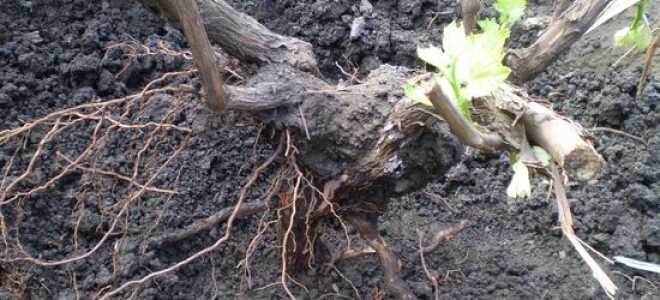 Пересадка винограда на новое место осенью или весной